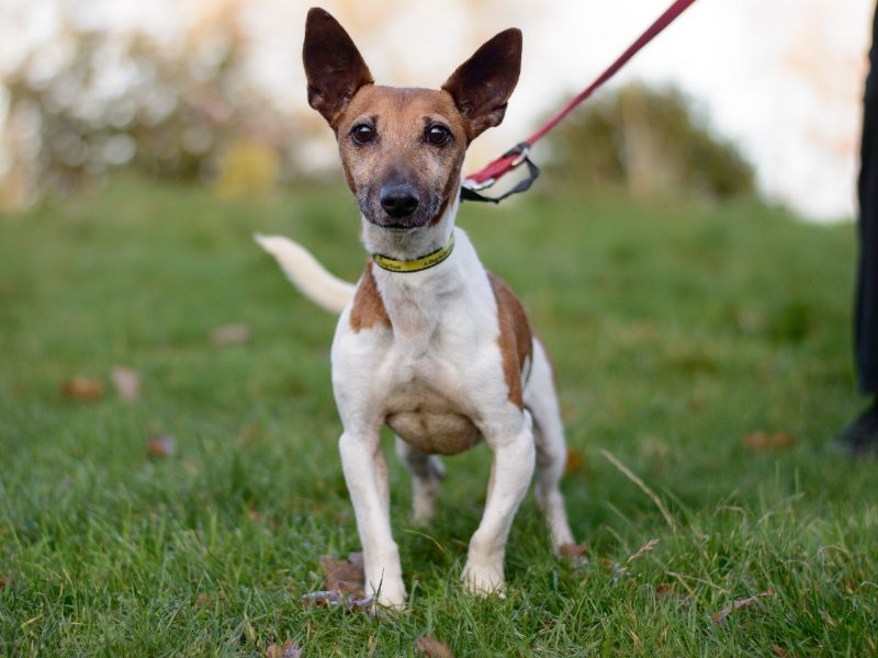 Bo | Terrier (Jack Russell) | Kenilworth (West Midlands) - 1