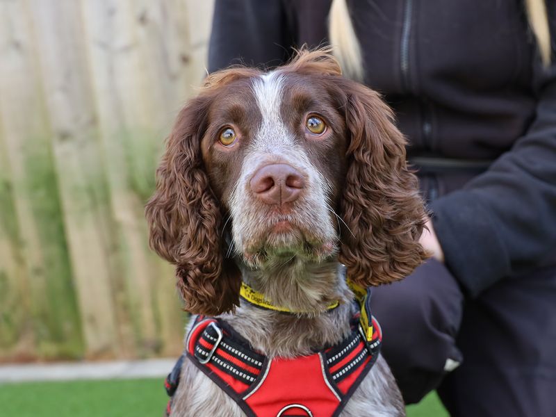 Reggie for sale in Leeds, Yorkshire