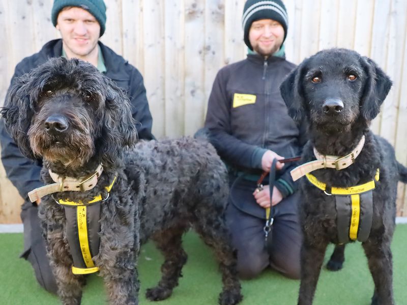 Gem and Ozzy | Retriever (Labrador) Cross | Leeds - 1