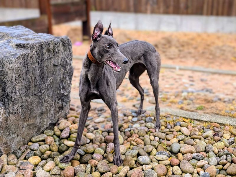 Lucille the Seal | Greyhound | Cardiff - 1