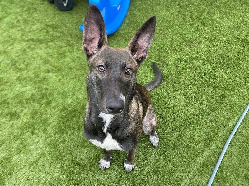 Ruby | Belgian Shepherd Dog (Malinois) Cross | Manchester - 1