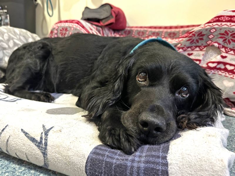 Freddy | Spaniel (Cocker) Cross | Shoreham (Sussex) - 1