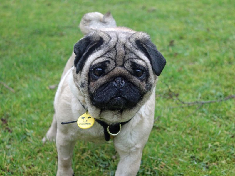 Luna | Pug | Merseyside (Liverpool) - 1