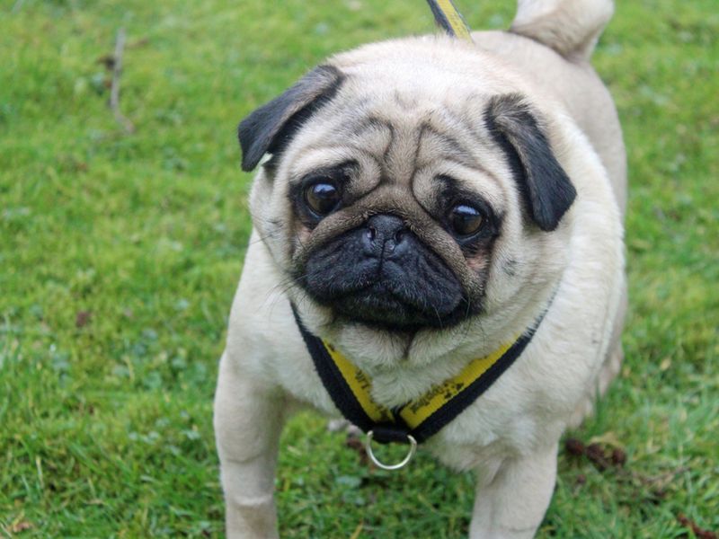 Darcy | Pug | Merseyside (Liverpool) - 1