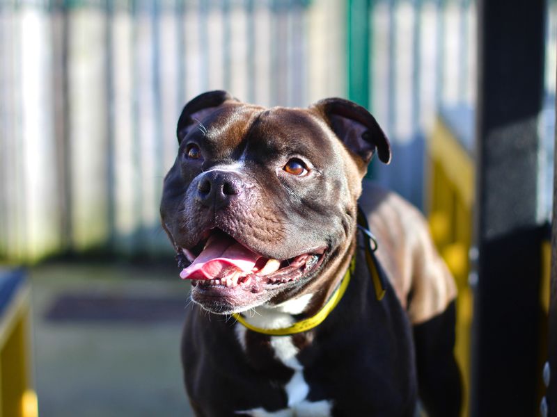 Harley | Terrier (Staffordshire Bull) | Manchester - 1