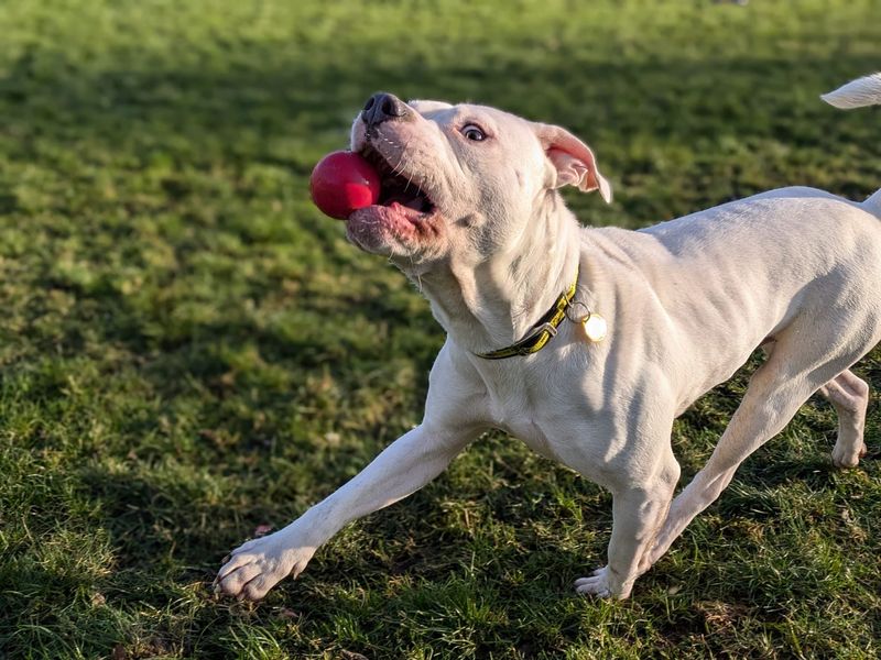 Samson for sale in West Calder, West Lothian - Image 3