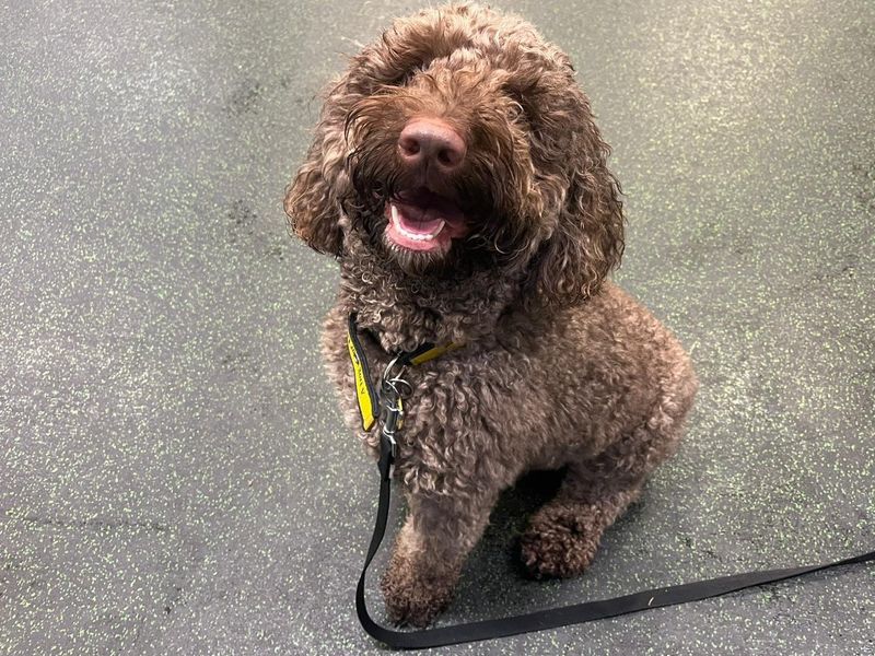 Rupert | Spaniel (Cocker) Cross | Canterbury - 1