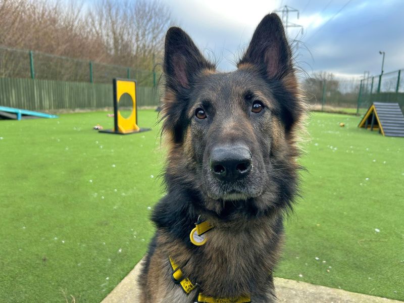 Troy | German Shepherd Dog | Basildon (Essex) - 1