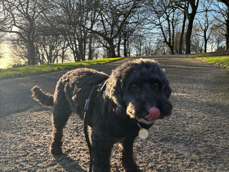 Marlow | Poodle (Toy) Cross | Manchester - 1