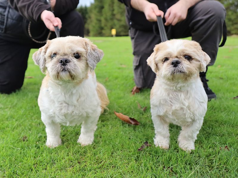 Bella & Poppy for sale in Leeds, Yorkshire