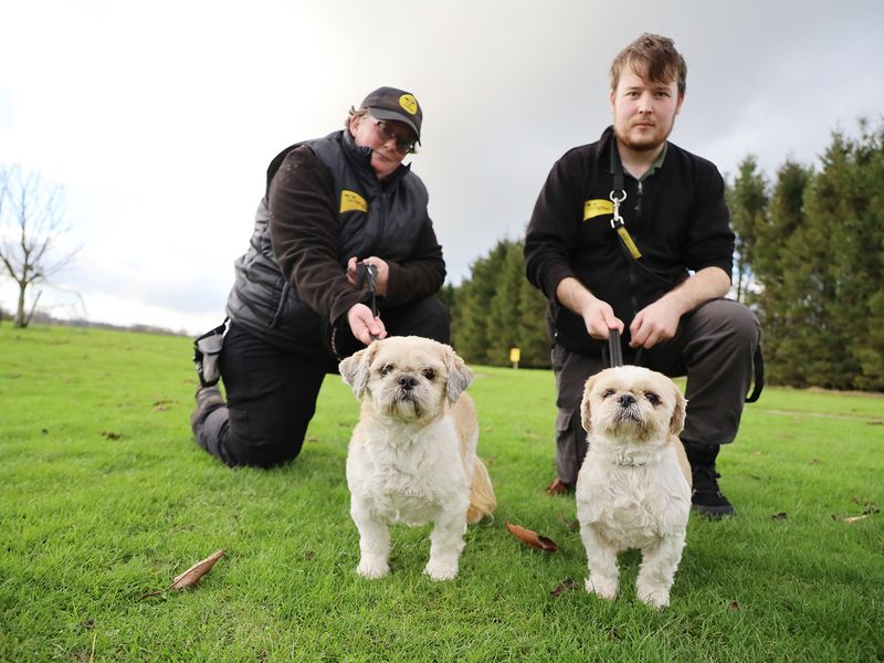 Bella & Poppy for sale in Leeds, Yorkshire - Image 2