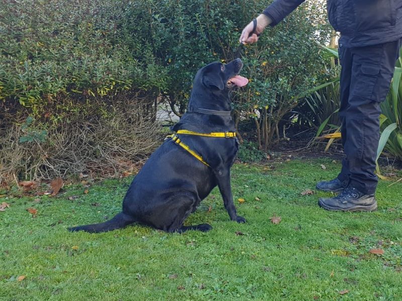 Lucy | Retriever (Labrador) | Canterbury - 1