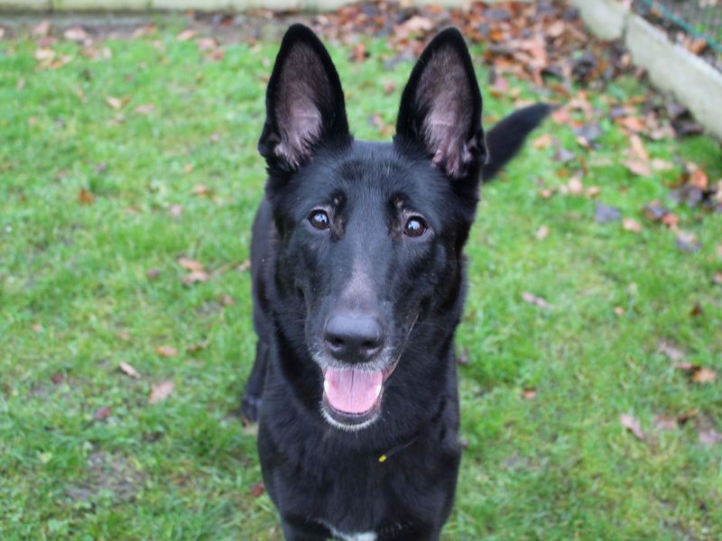 Shadow | German Shepherd Dog | Darlington - 1