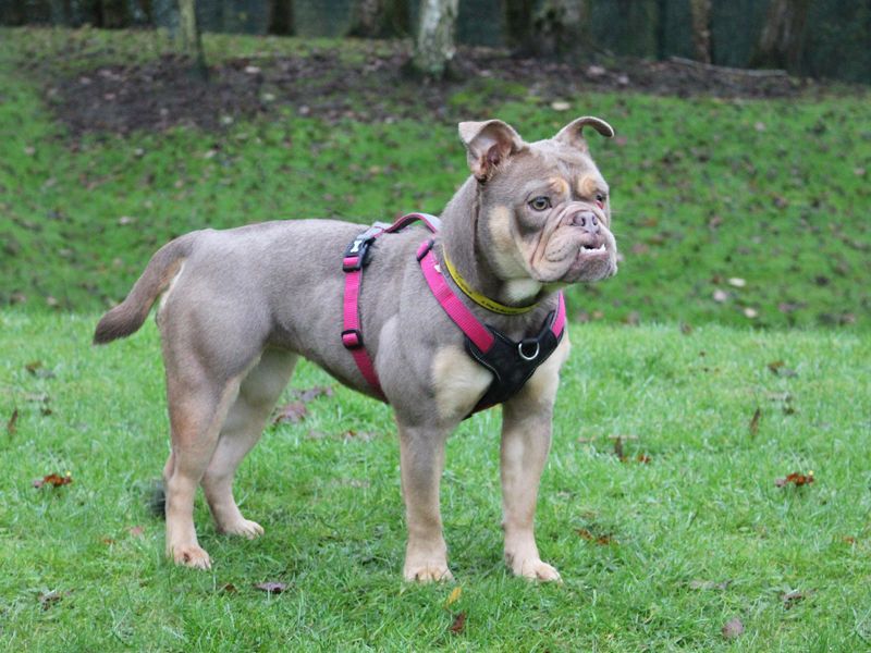 Beryl for sale in Liverpool, Merseyside - Image 3