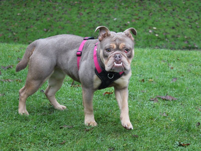 Beryl for sale in Liverpool, Merseyside - Image 4