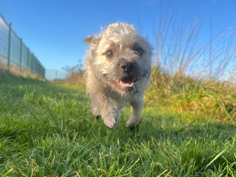 Ernie for sale in Shoreham by Sea, West Sussex - Image 3