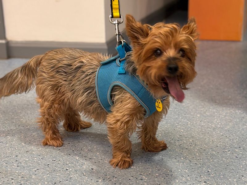 Minnie | Terrier (Yorkshire) | Loughborough - 1