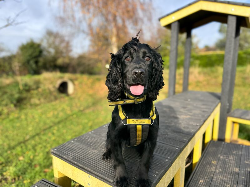 Daisy for sale in Uxbridge, London