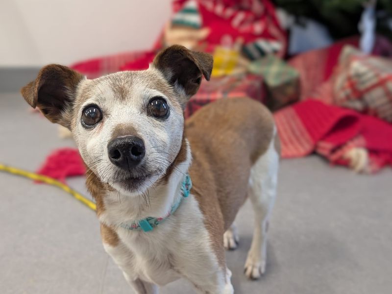 Popi | Terrier (Jack Russell) | Cardiff - 1