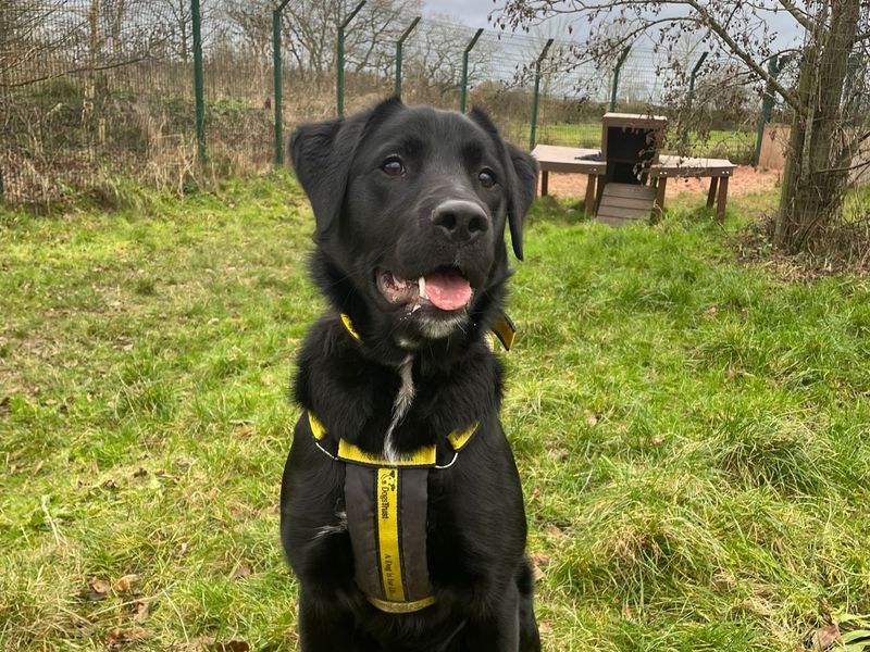 Dax | Retriever (Labrador) Cross | Shrewsbury (Shropshire) - 1