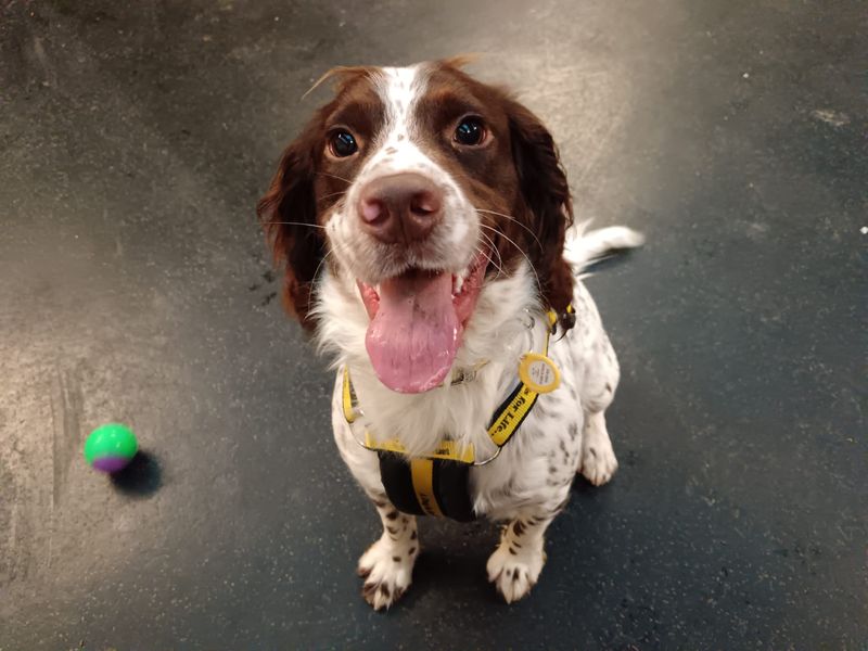 Rocket | Spaniel (English Springer) | West Calder (Edinburgh) - 1