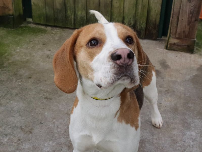 Basil for sale in Evesham, Worcestershire