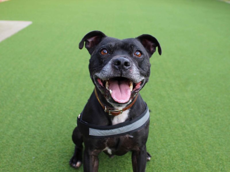 Tyson | Terrier (Staffordshire Bull) | Darlington - 1