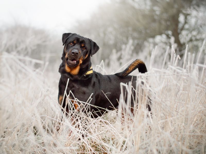 Tyson | Rottweiler | Kenilworth (West Midlands) - 1