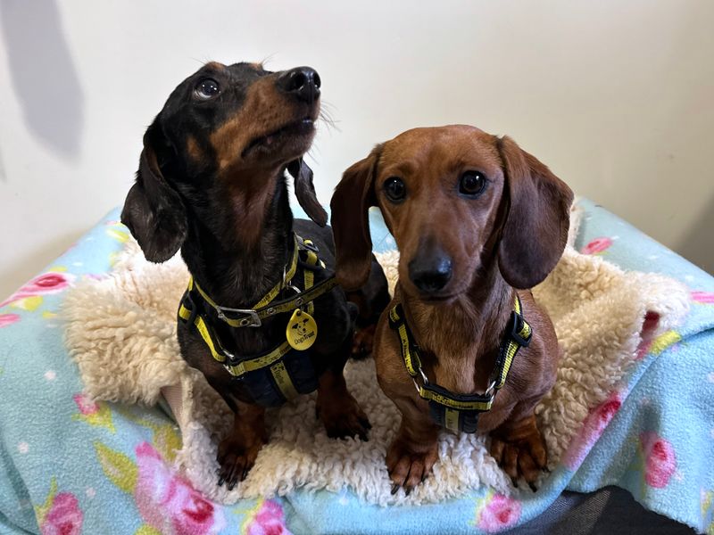 Fendi | Dachshund (Miniature Smooth Haired) | Shoreham (Sussex) - 1