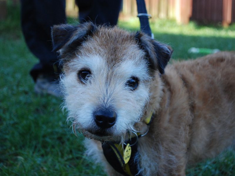 Daisy | Terrier (Scottish) Cross | Newbury (Berkshire) - 1