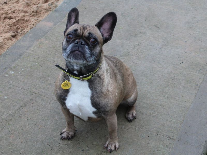 Mince and Pie | French Bulldog | Evesham (Worcestershire) - 1