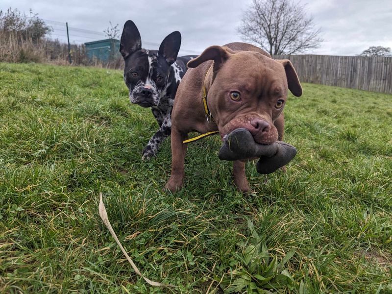 Gryff for sale in Mid Glamorgan, Wales