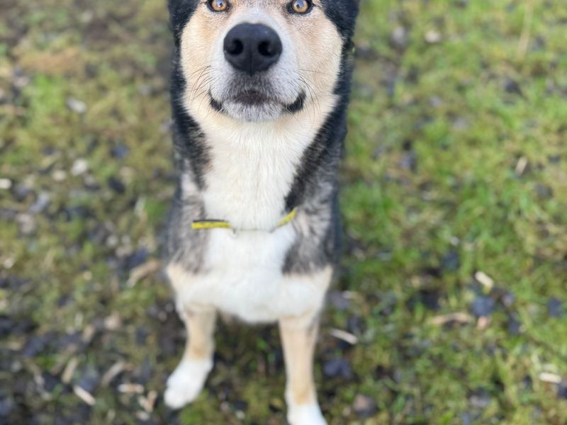 Thor for sale in Mid Glamorgan, Wales