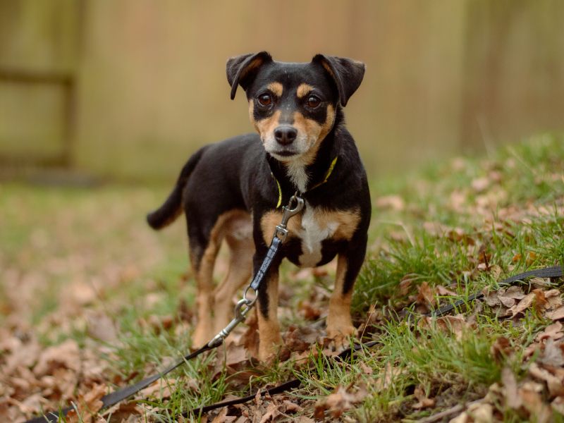 Bambi | Terrier (Jack Russell) | Kenilworth (West Midlands) - 1