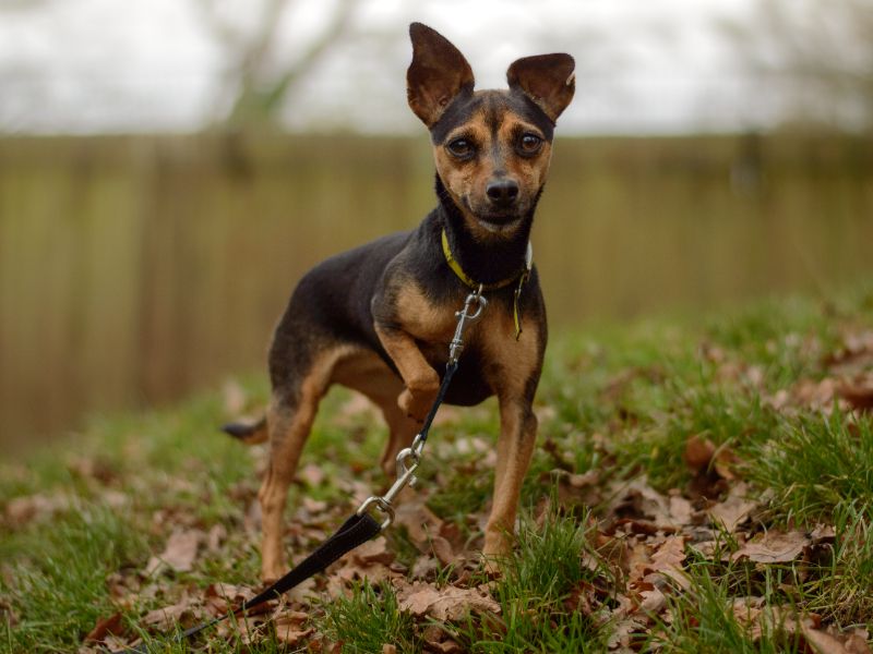 Bess | Terrier (Jack Russell) | Kenilworth (West Midlands) - 1