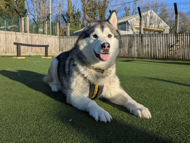 Leo for sale in Glasgow, Scotland