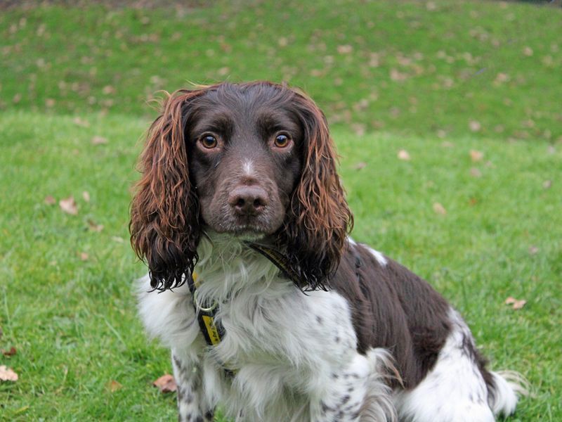 Rudy | Spaniel (English Springer) | Merseyside (Liverpool) - 1