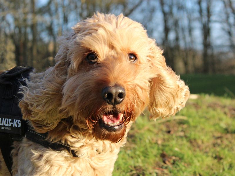 Thor | Spaniel (Cocker) Cross | Merseyside (Liverpool) - 1