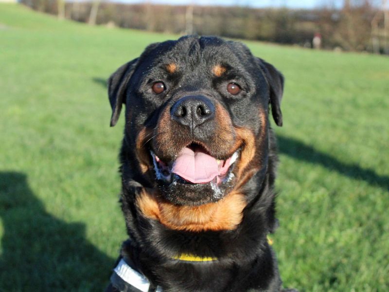 Chief | Rottweiler | Darlington - 1