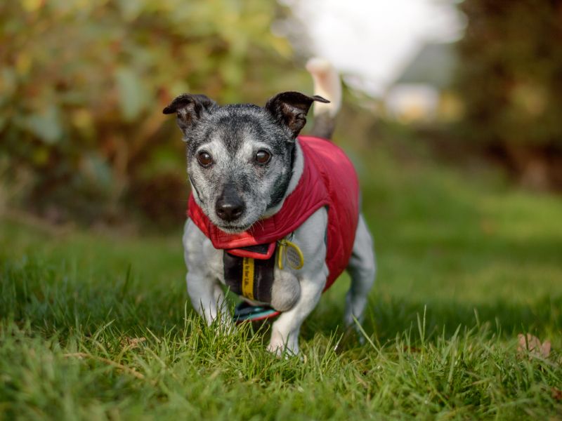 Spike | Terrier (Jack Russell) | Kenilworth (West Midlands) - 1