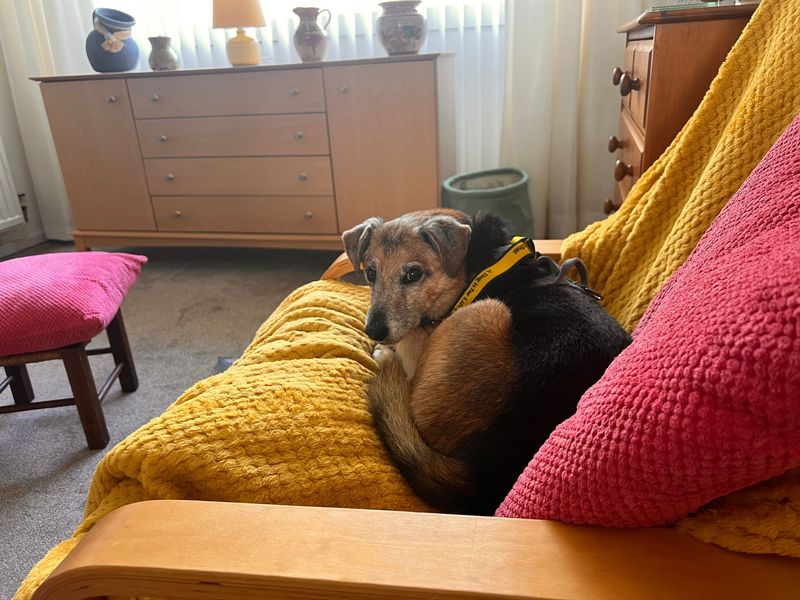 Cheddar | Terrier (Jack Russell) Cross | Cardiff - 1