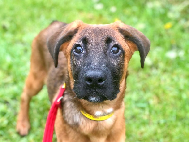 Robin | German Shepherd Dog Cross | Shoreham (Sussex) - 1