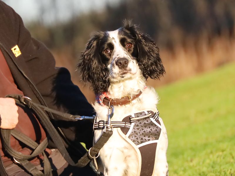 Ozzy for sale in Leeds, Yorkshire