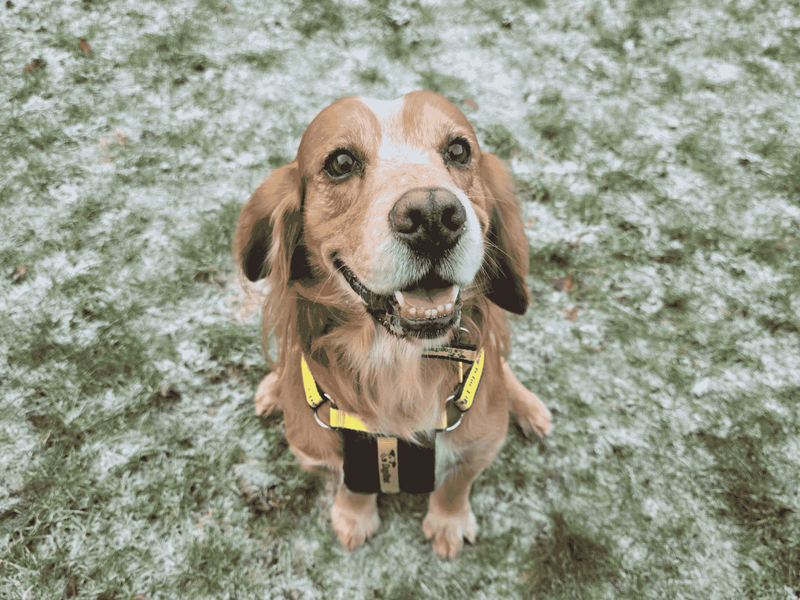 Zak | Spaniel (Cocker) | Dundee rehoming - 1