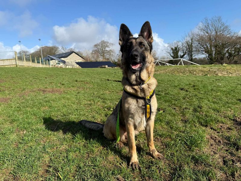 Heidi | German Shepherd Dog | Bridgend (Wales) - 1