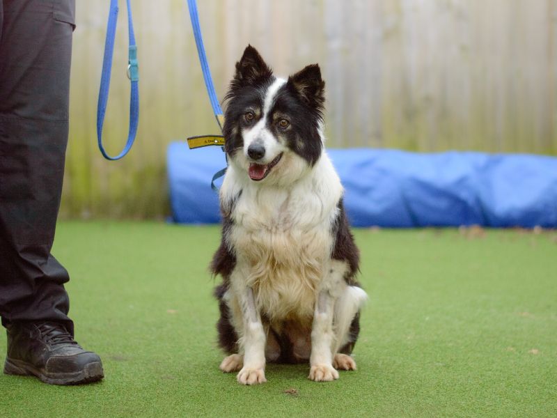 Sparrow | Collie (Border) | Kenilworth (West Midlands) - 1