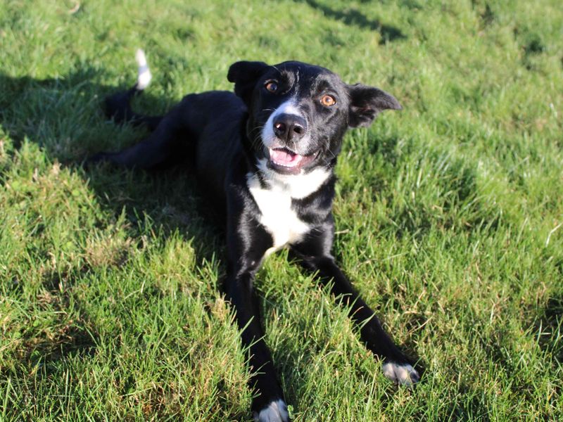 Daisy for sale in Sadberge, Co Durham