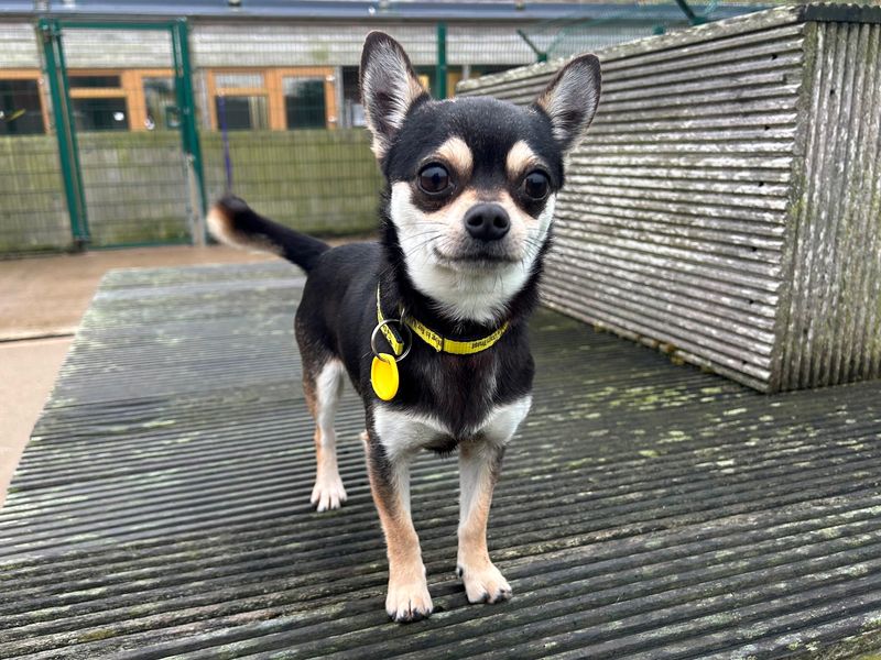 George | Chihuahua (Smooth Coat) | Loughborough - 1