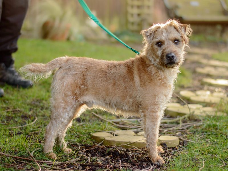 Brody | Terrier (Jack Russell) Cross | Kenilworth (West Midlands) - 1