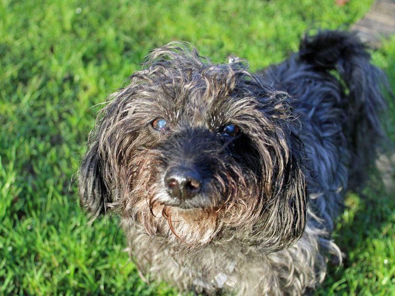 Ebony for sale in Liverpool, Merseyside